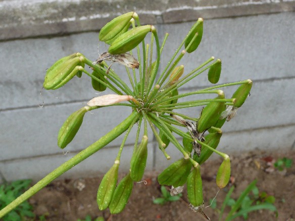 アガパンサスに種 ぼちぼちgarden Diary